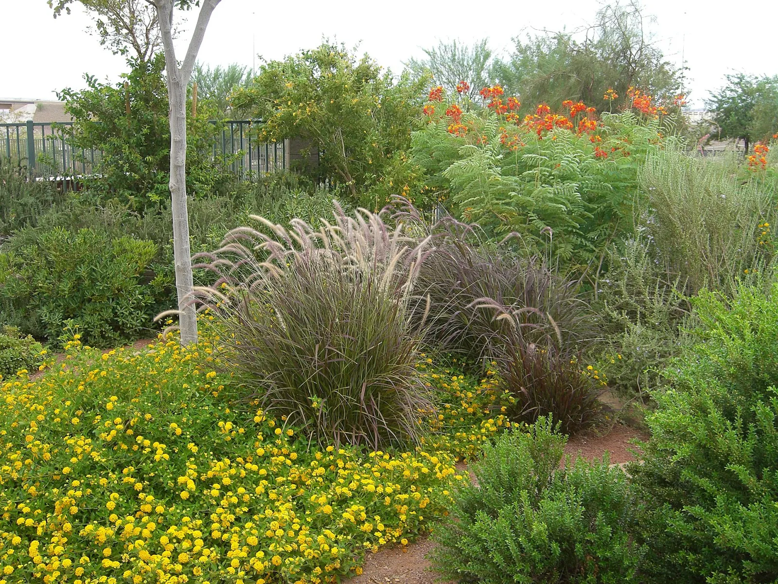 Acacia Demonstration Gardens, Henderson, Nevada, United States