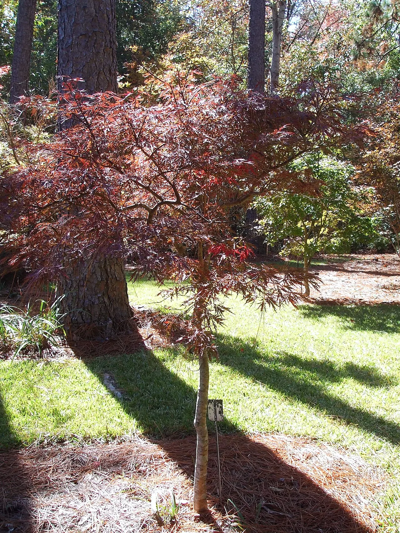 Mobile Botanical Gardens, Mobile, Alabama, United States