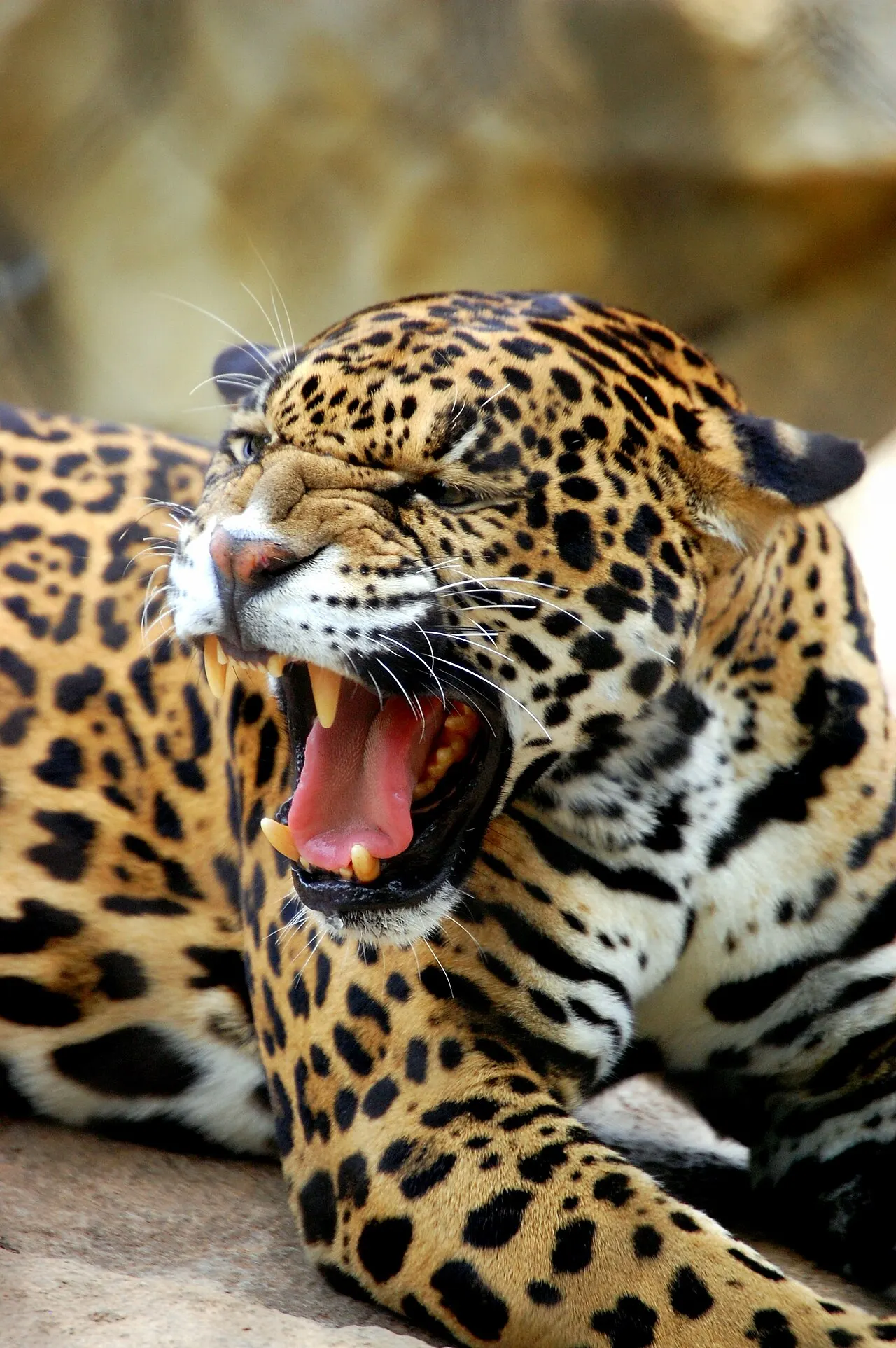 Cameron Park Zoo, Waco, Texas, United States