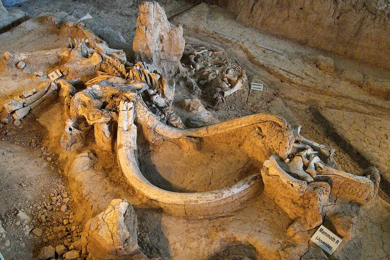 Waco Mammoth National Monument, Waco, Texas, United States
