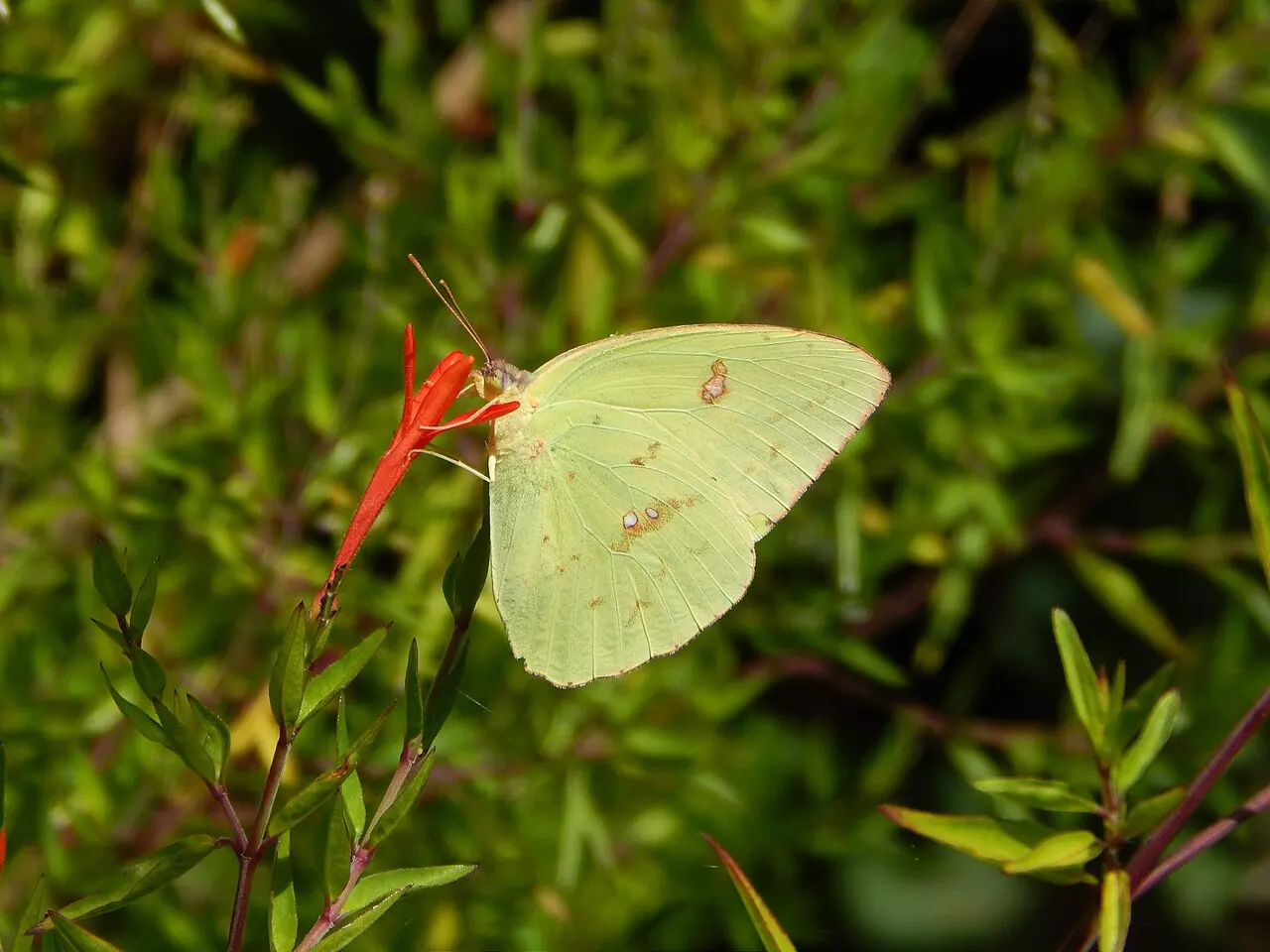 State Botanical Garden of Georgia, Athens, Georgia, United States