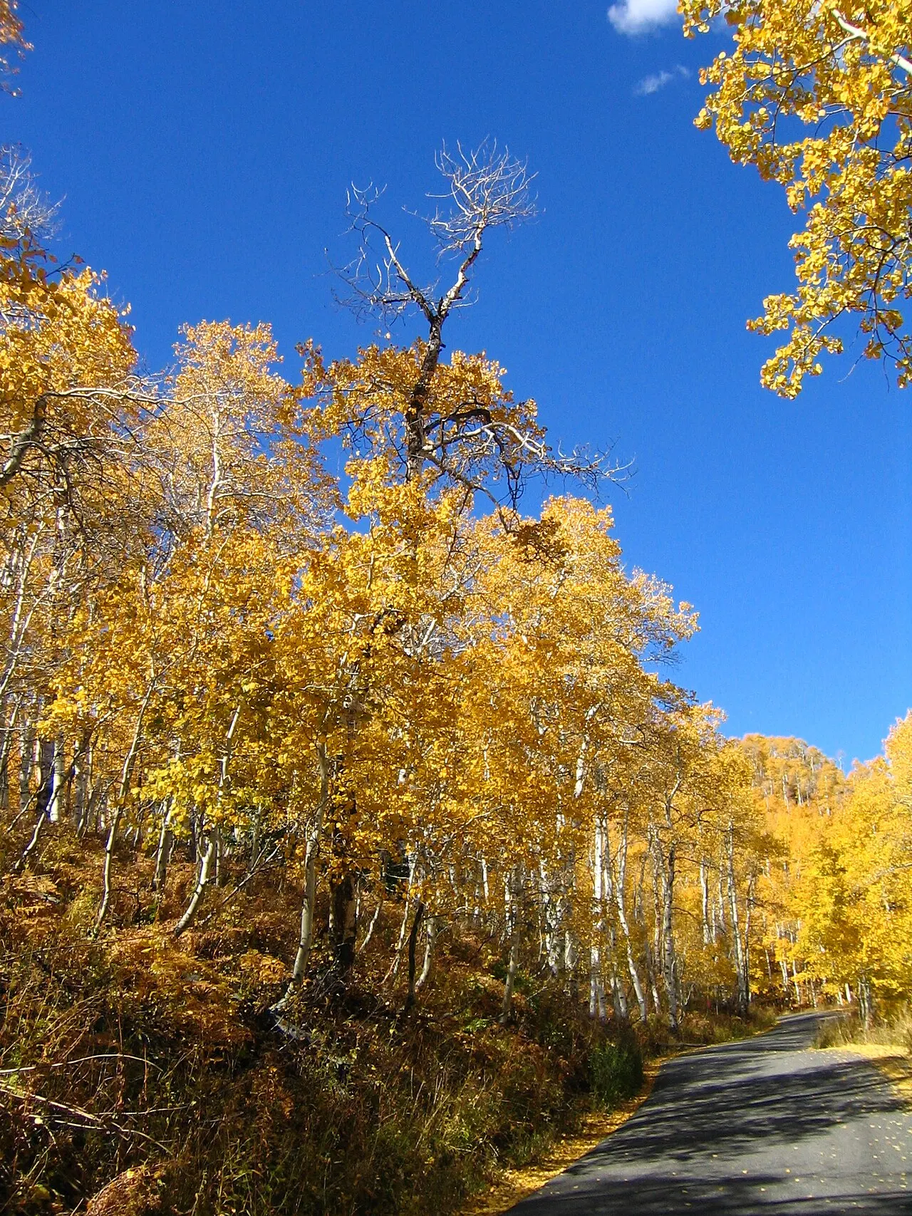Alpine Loop Scenic Byway, Provo, Utah, United States