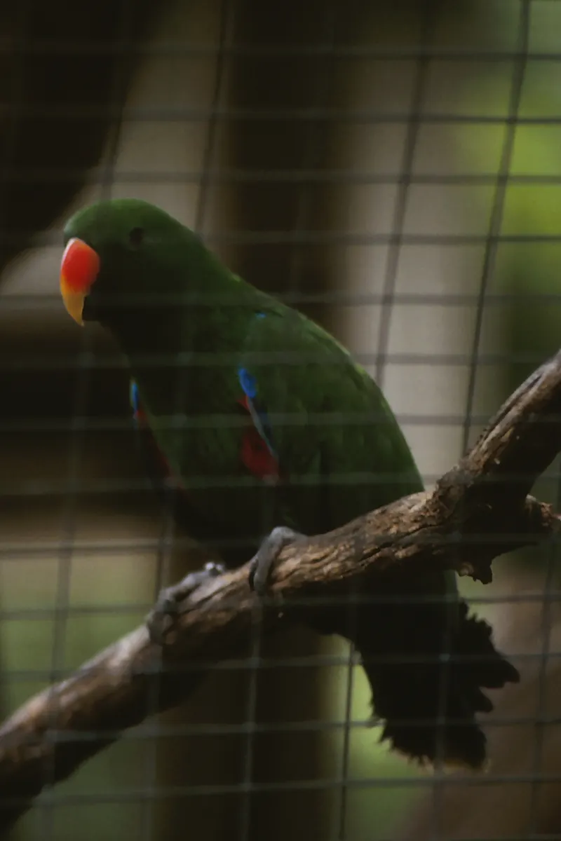 Dickerson Park Zoo, Springfield, Missouri, United States