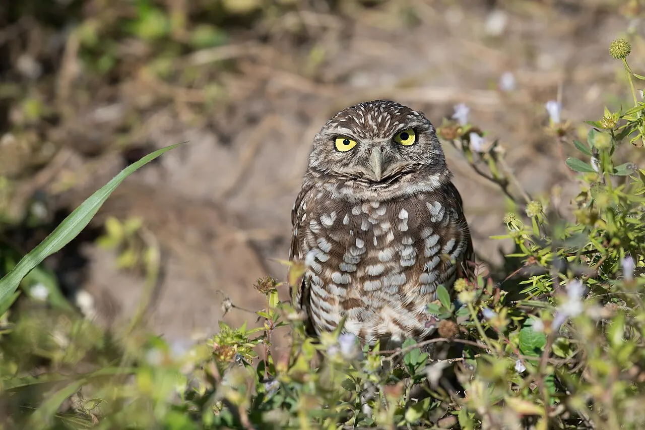 Cape Coral Burrowing Owl Festival, Cape Coral, Florida, United States