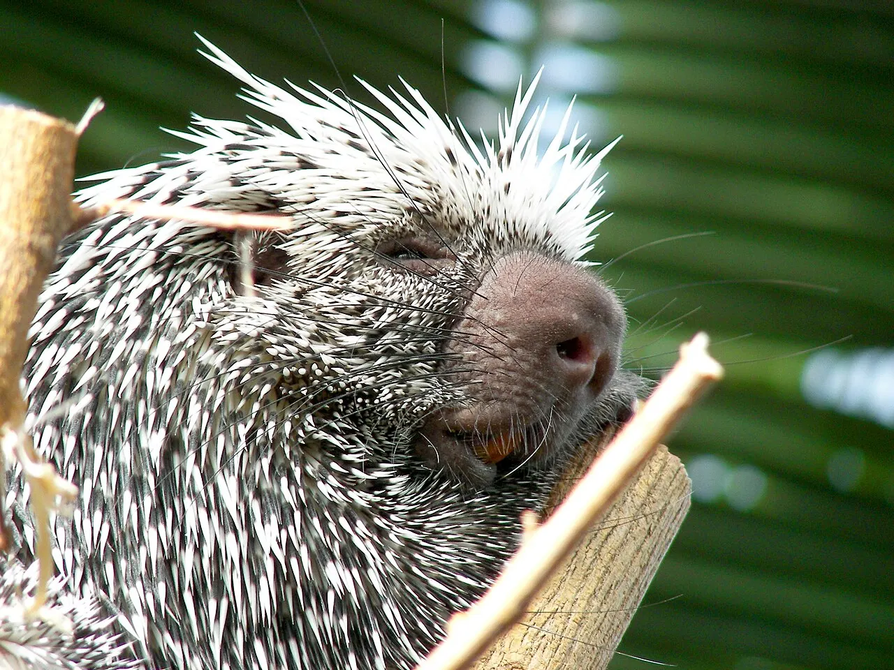 Mesker Park Zoo and Botanic Garden, Evansville, Indiana, United States