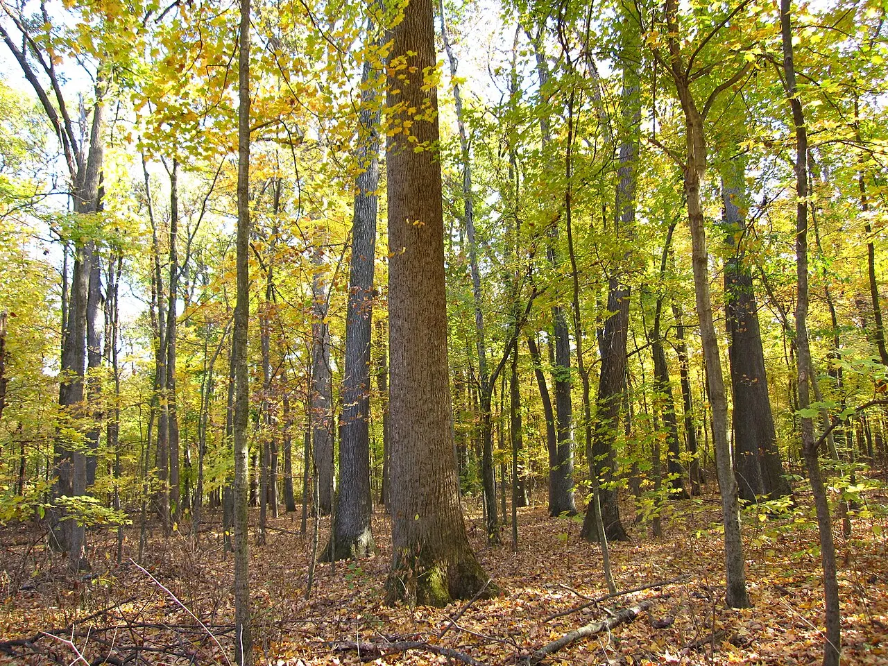 Wesselman Woods Nature Preserve, Evansville, Indiana, United States