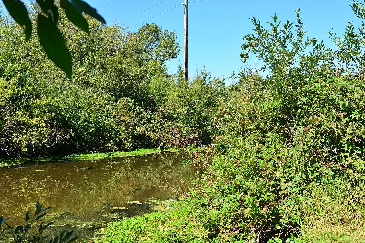Mercer Slough Nature Park, Bellevue, Washington, United States