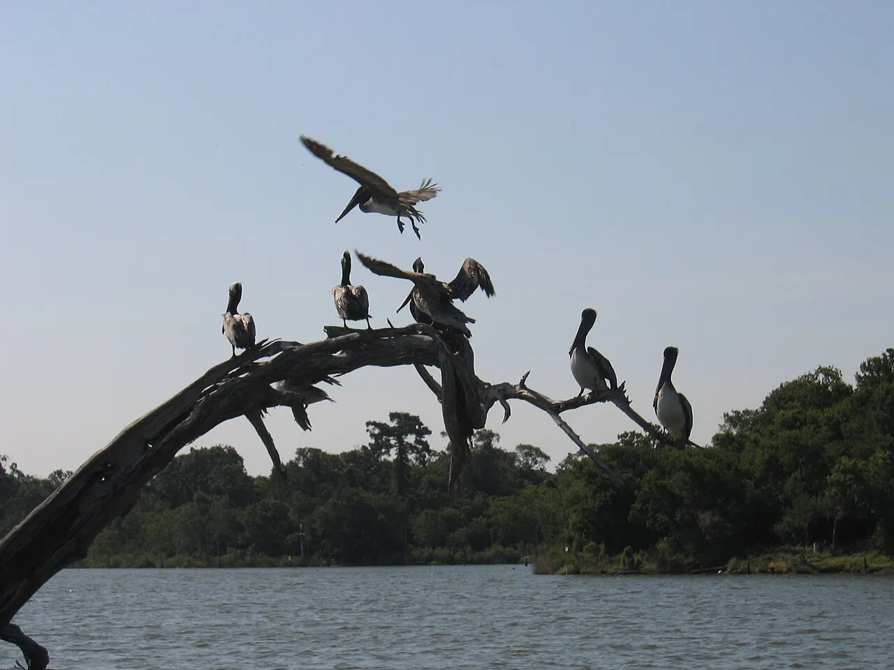 Armand Bayou Paddling Trail, Pasadena, Texas, United States
