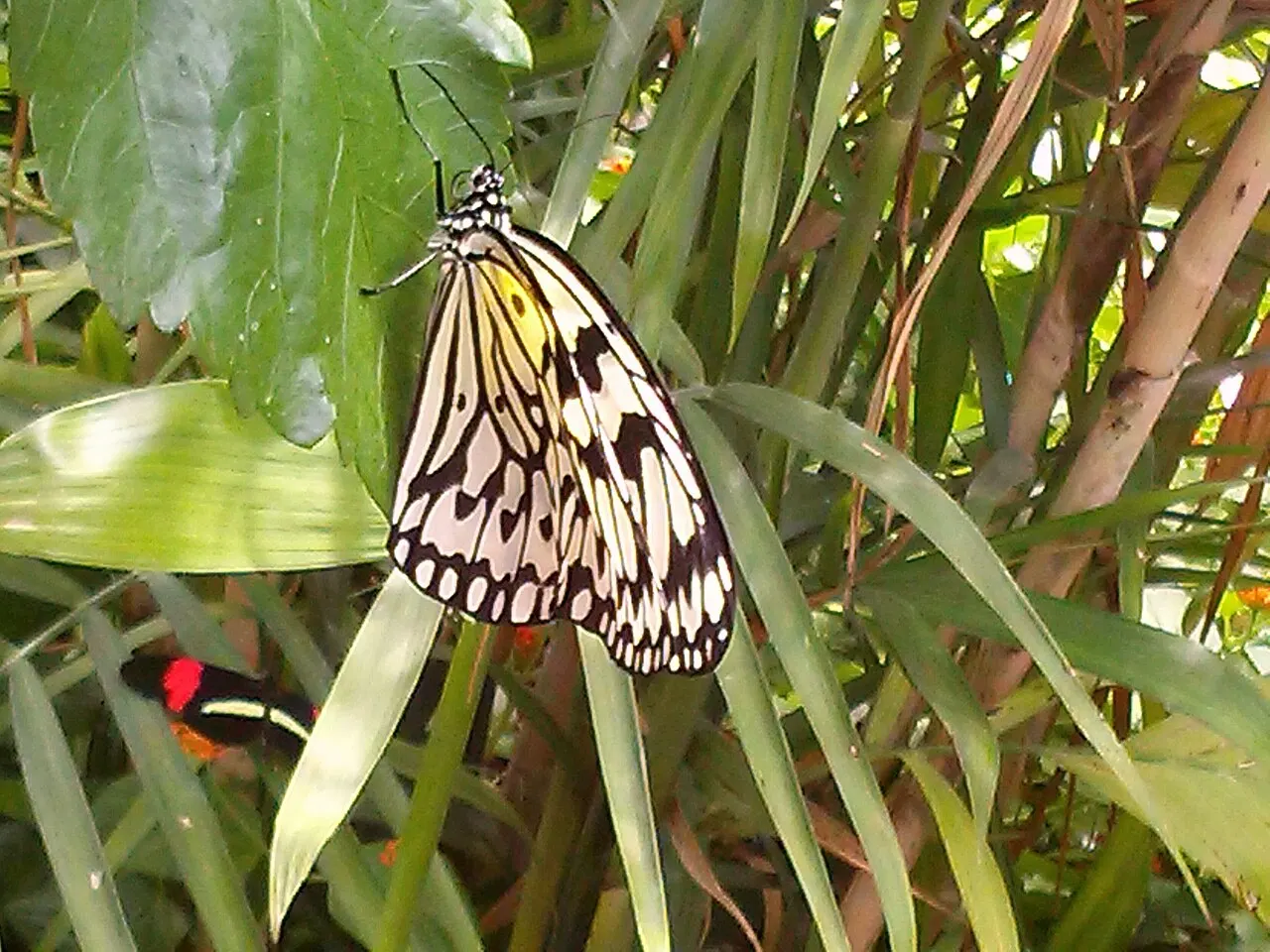 Mackinac Island butterfly houses, Mackinac Island, Michigan, United States