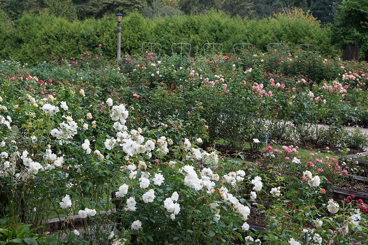International Rose Test Garden, Portland, Oregon, United States