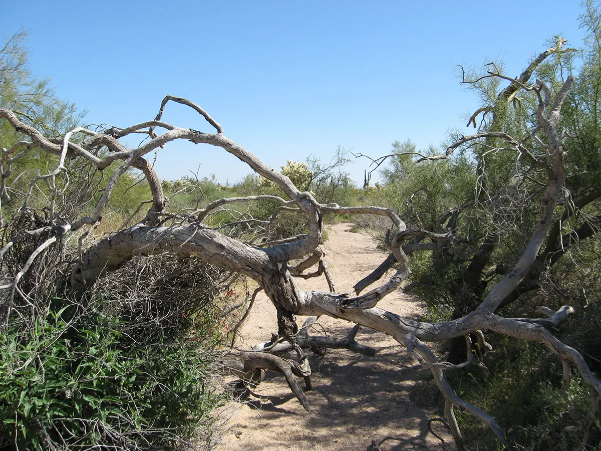 Usery Mountain Regional Park, Mesa, Arizona, United States