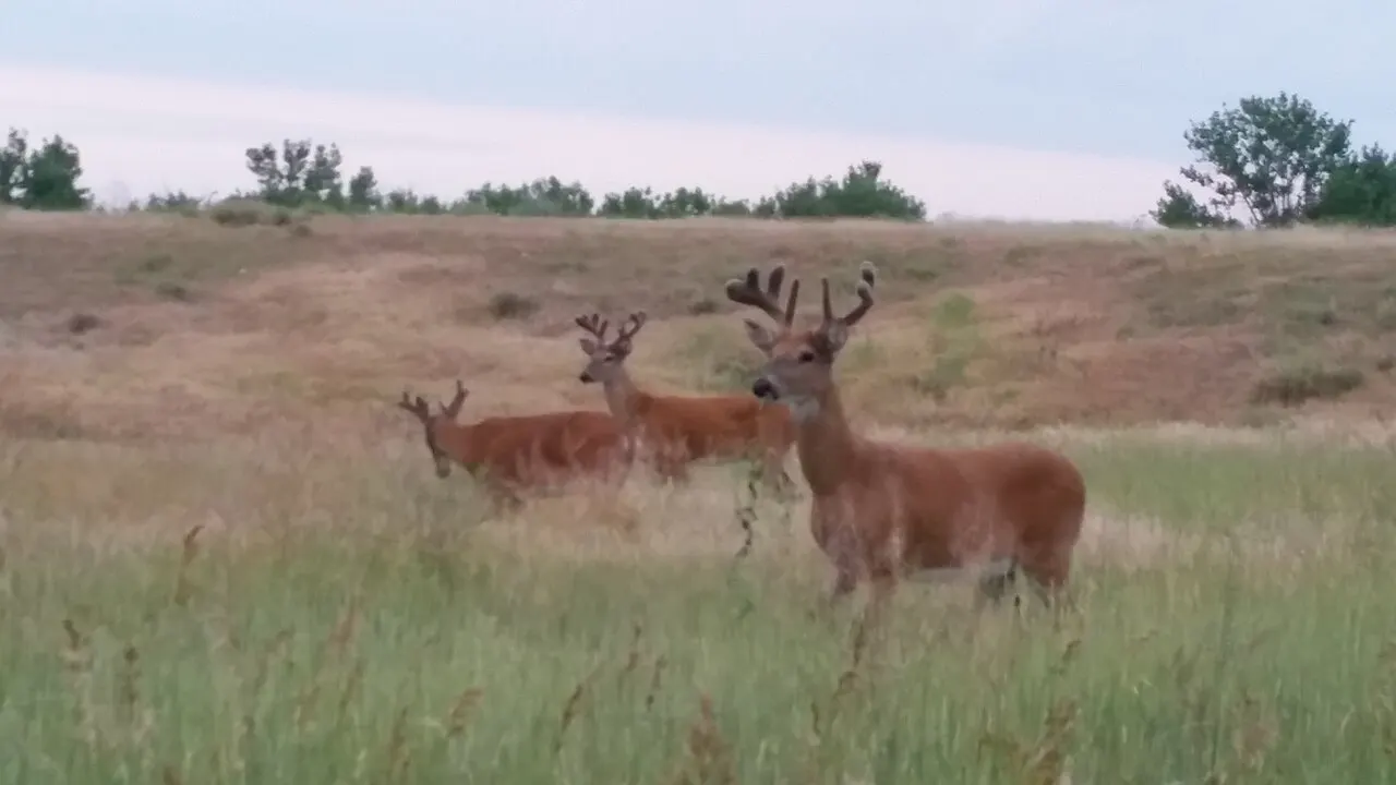Cherry Creek State Park, Aurora, Colorado, United States