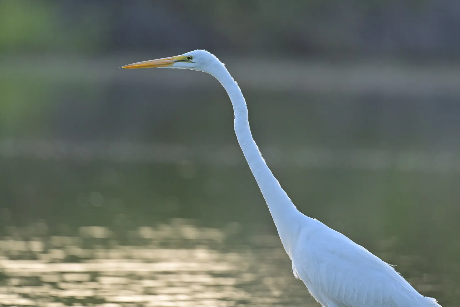 Riparian Preserve at Water Ranch, Gilbert, Arizona, United States