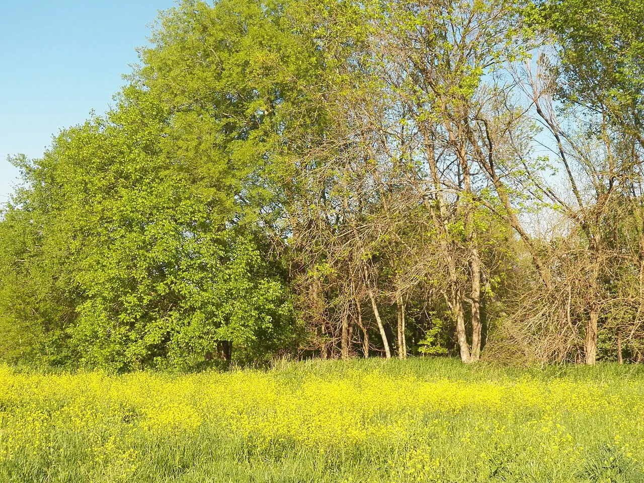 Spring Creek Forest Preserve, Garland, Texas, United States