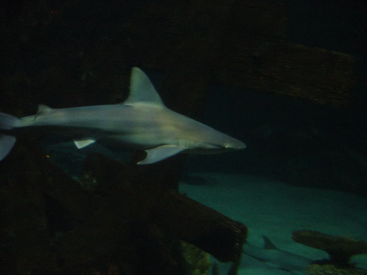 Shark Reef Aquarium, Paradise, Nevada, United States