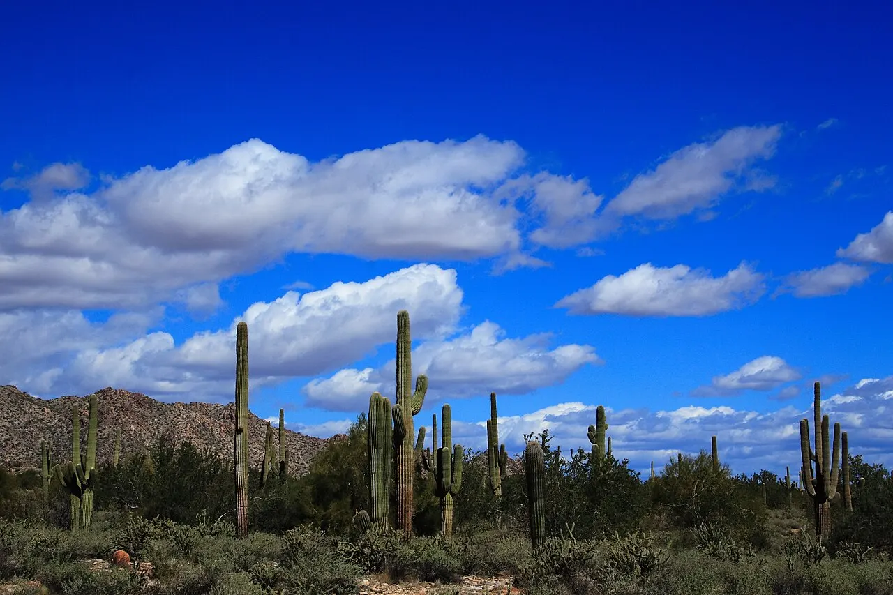 White Tank Mountain Regional Park, Surprise, Arizona, United States
