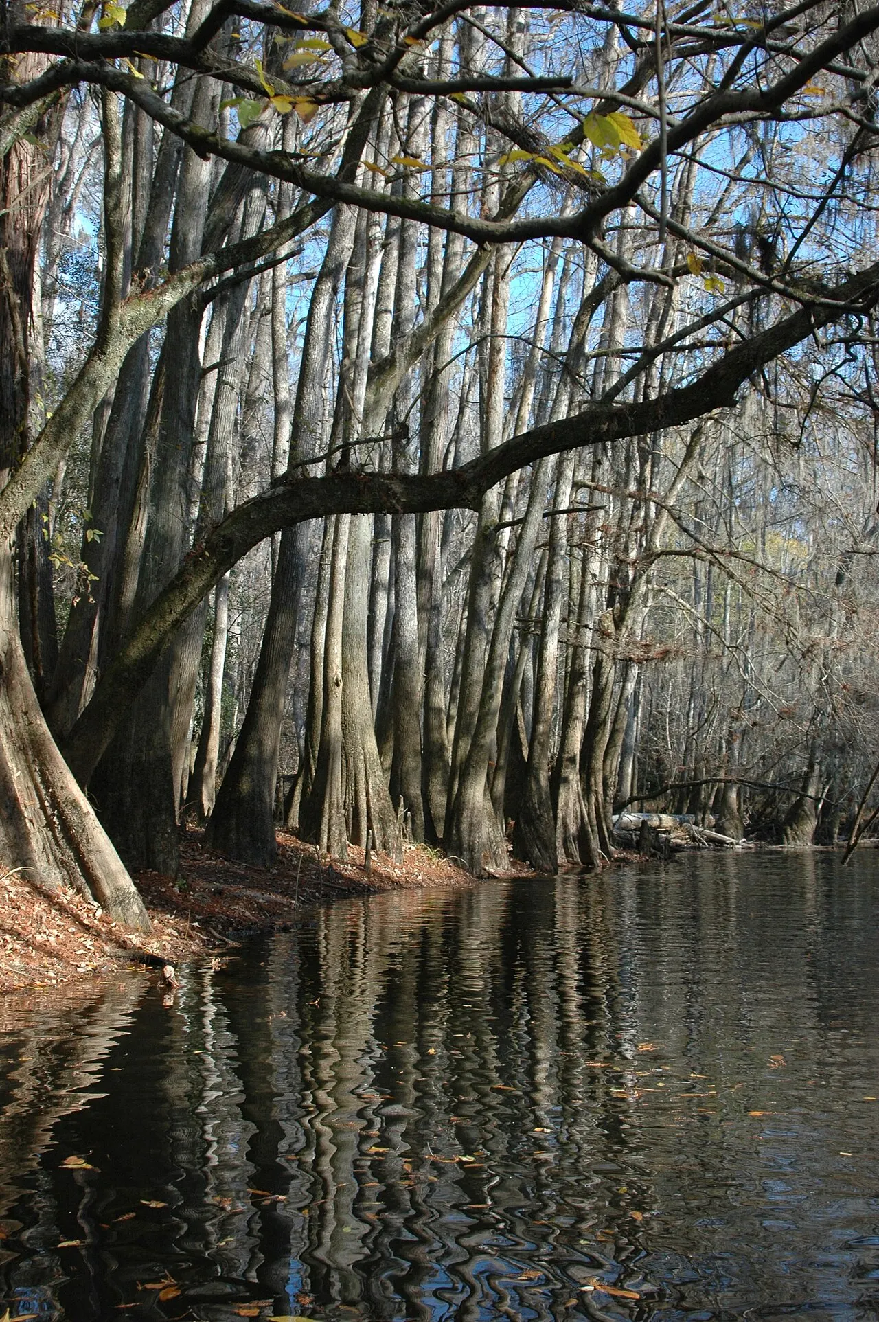 Congaree National Park, Columbia, South Carolina, United States