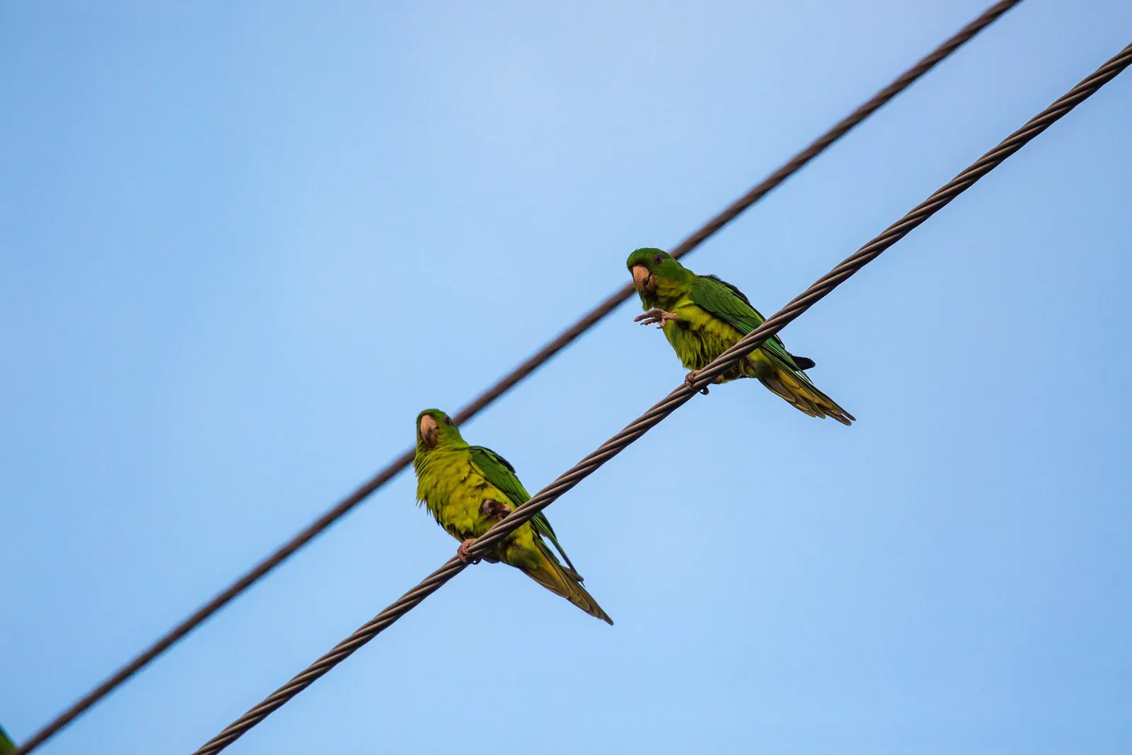 McAllen Green Parakeet Roosts, McAllen, Texas, United States