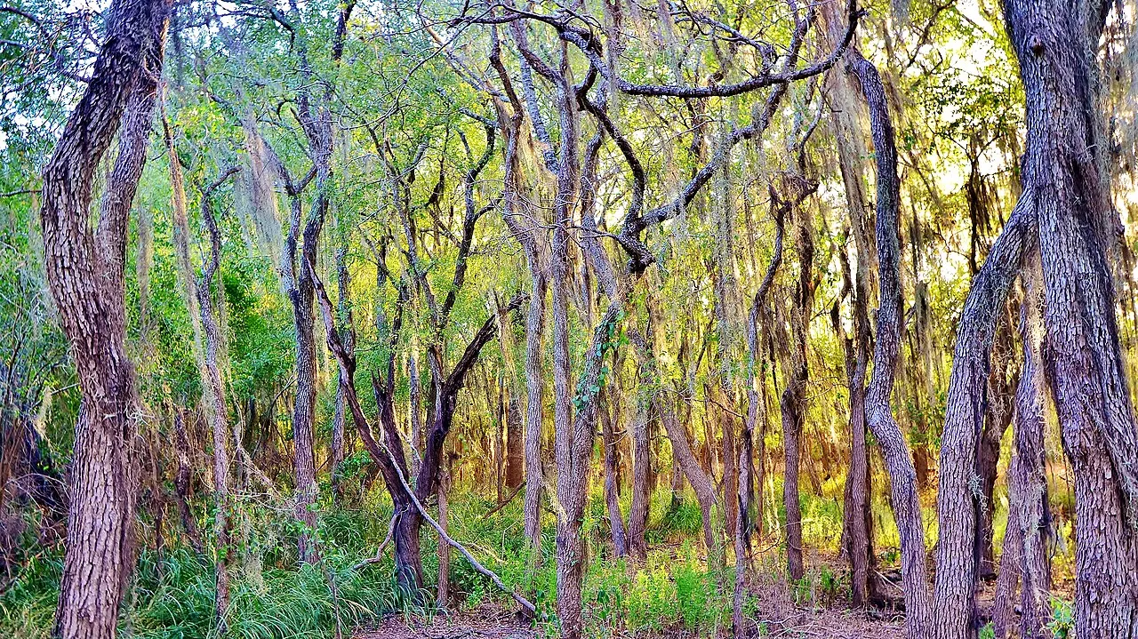 Santa Ana National Wildlife Refuge, McAllen, Texas, United States