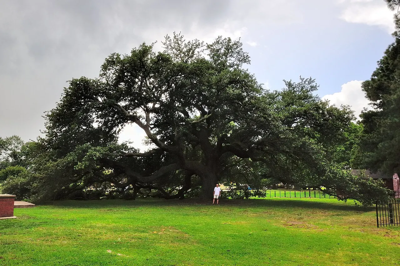 Emancipation Oak, Hampton, Virginia, United States