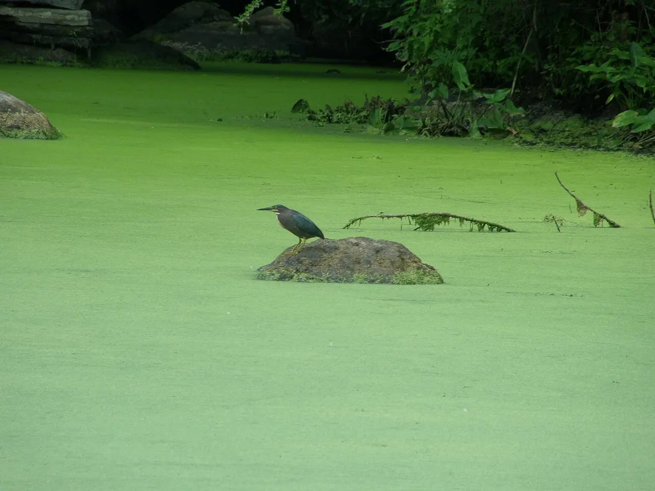 Bartlett Arboretum, Stamford, Connecticut, United States