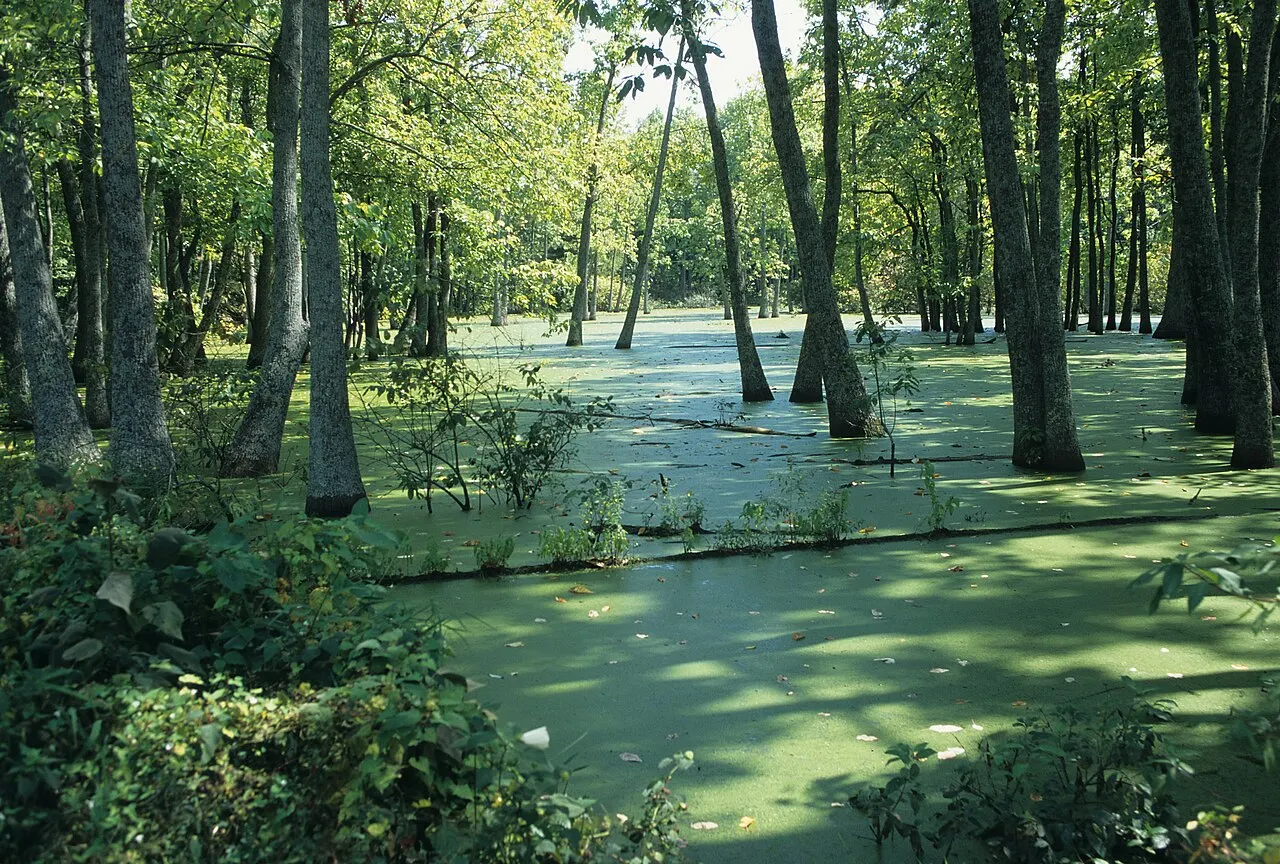 Big Thicket National Preserve, Beaumont, Texas, United States