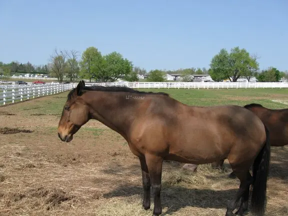 Kentucky Horse Park, Lexington-Fayette, Kentucky, United States