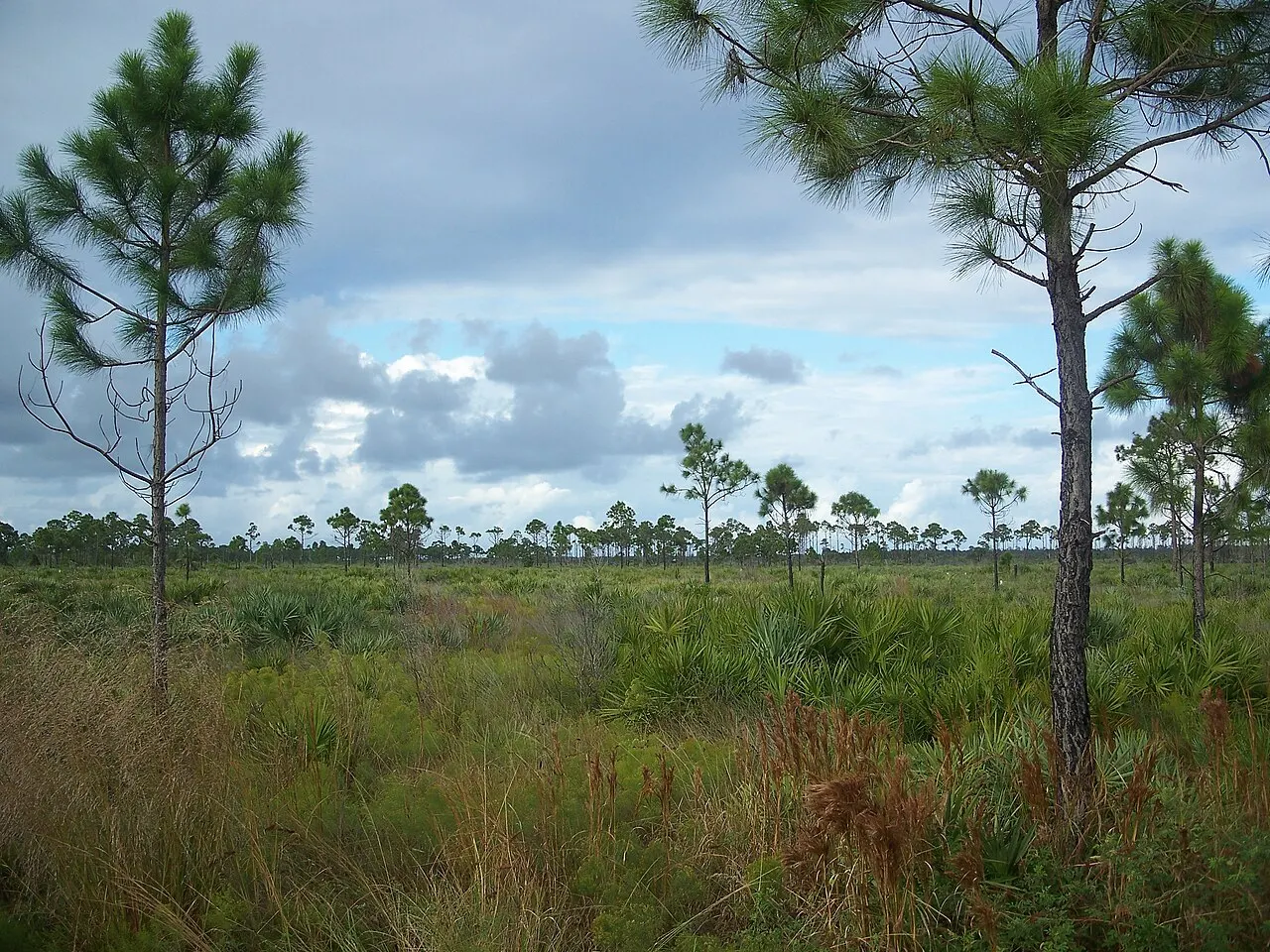 Savannas Preserve State Park, Port Saint Lucie, Florida, United States