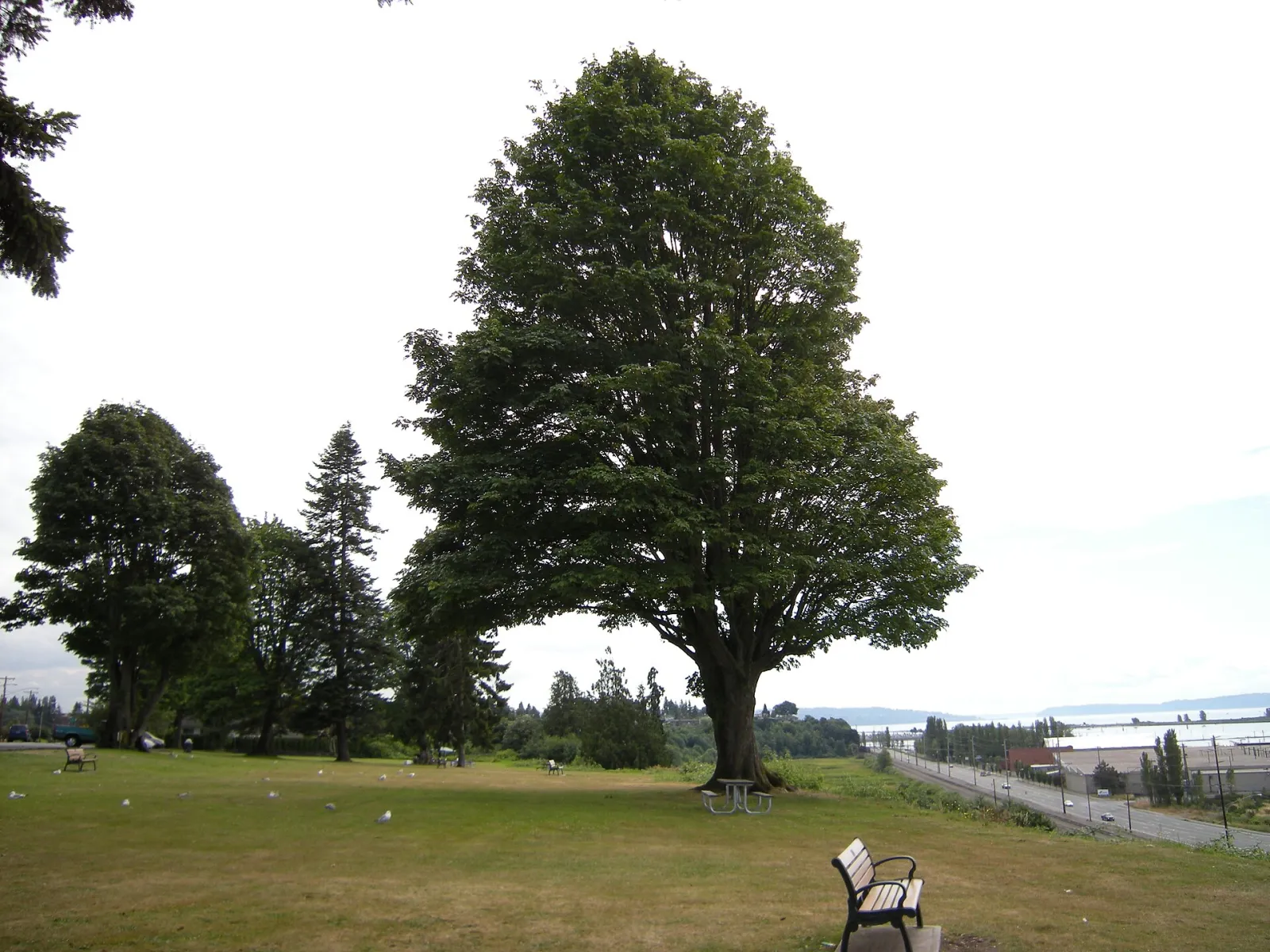 Legion Memorial Park Everett, Everett, Washington, United States