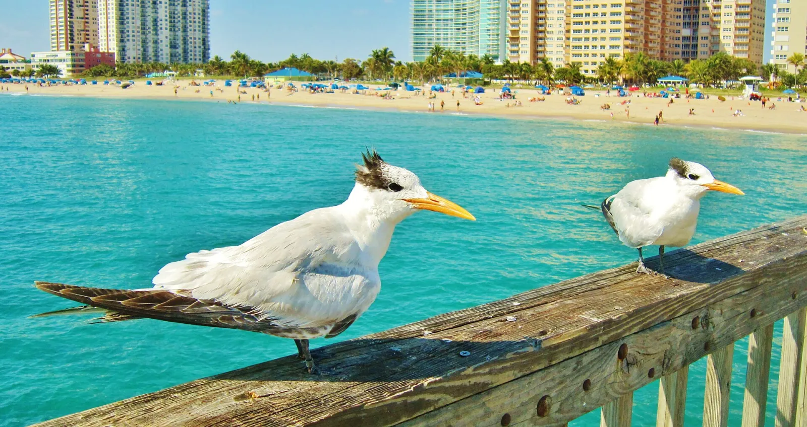 Pompano Beach Fishing Pier, Pompano Beach, Florida, United States