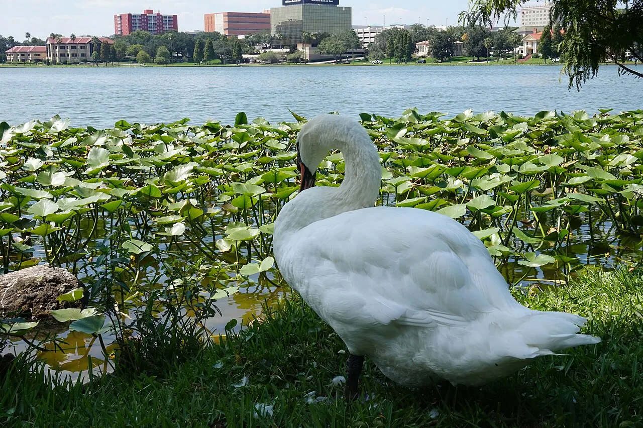 Lake Morton, Lakeland, Florida, United States
