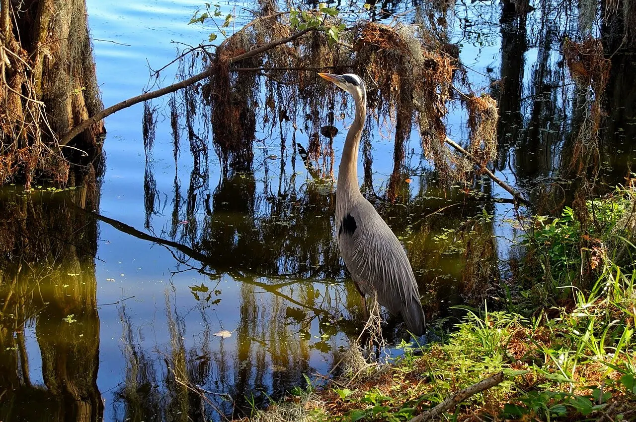 Circle B Bar Reserve, Lakeland, Florida, United States