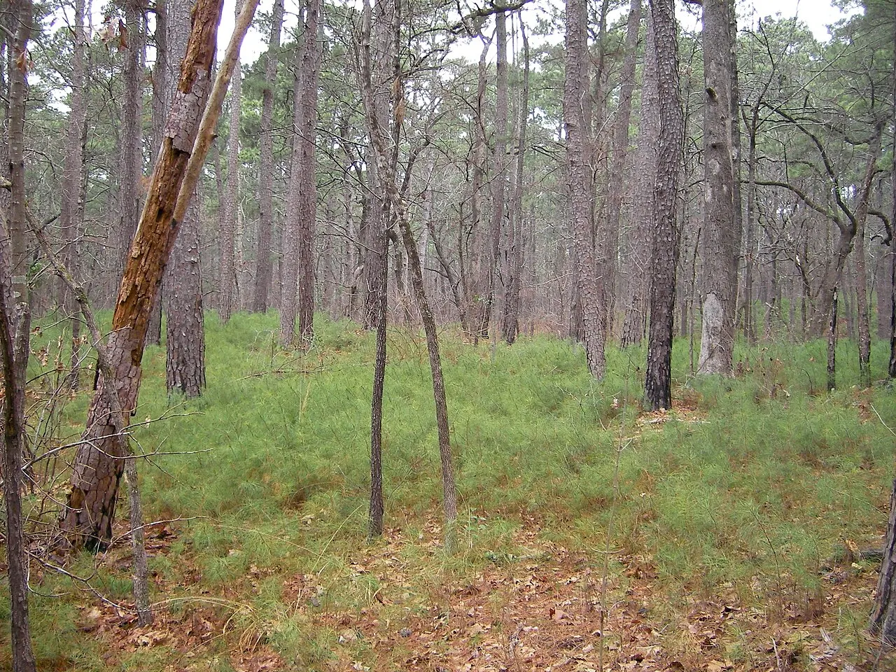 Tyler State Park, Tyler, Texas, United States