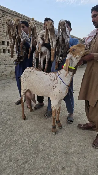 صابر گوٹ فارم Sabir Goat Farm
