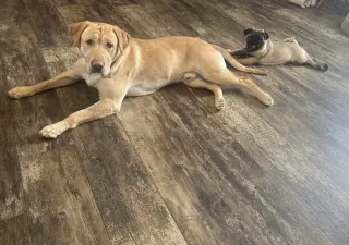 Minot Flooring Carpet Installation