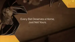CP Bat Mitigation