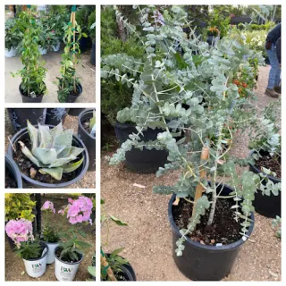 A & M Nursery & Supplies