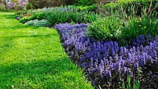 Landscape & Forestry Services