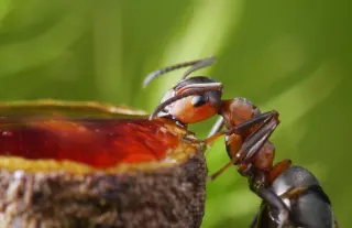 World Pest Control