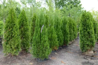 Edwards Nursery