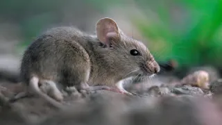 Simply Pest Solutions