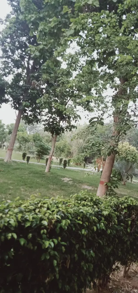 Canan Park Sahiwal in Sahiwal, Punjab