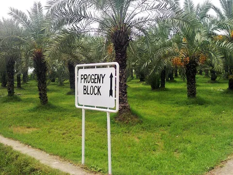 Dates Farm in Jhang, Punjab