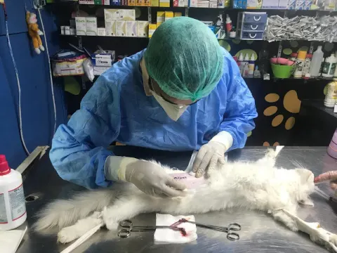 PET-VET ANIMAL CARE HOSPITAL in Lahore, Punjab