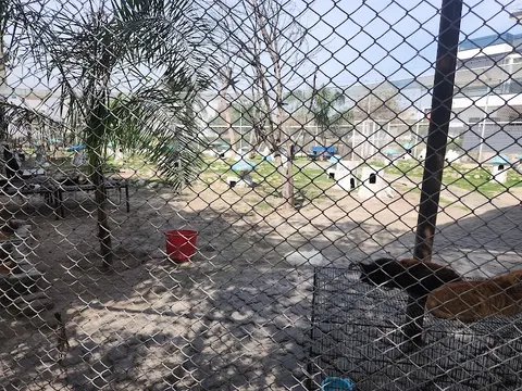 The Crazy Cats in Kala Shah Kaku, Punjab