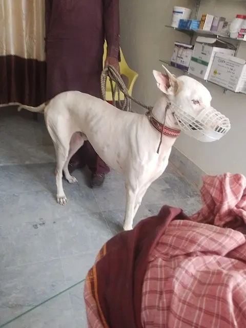 National Pets Clinic( جانوروں کاہسپتال)Chakwal in Chakwal, Punjab