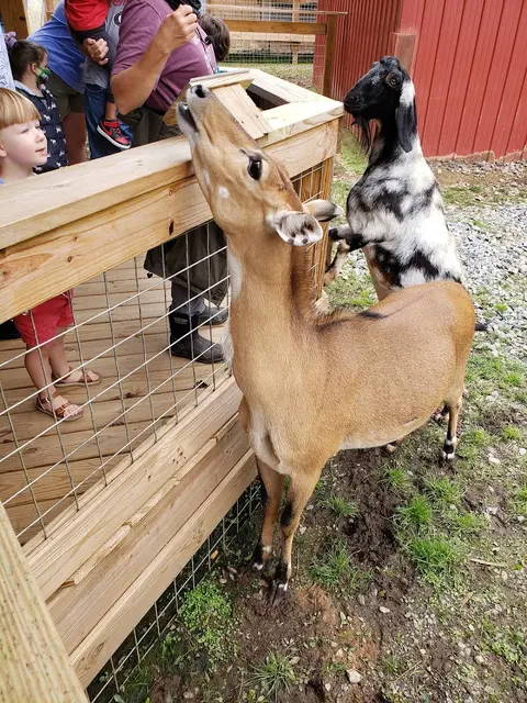 North Georgia Wildlife Park and Safari in Cleveland, GA