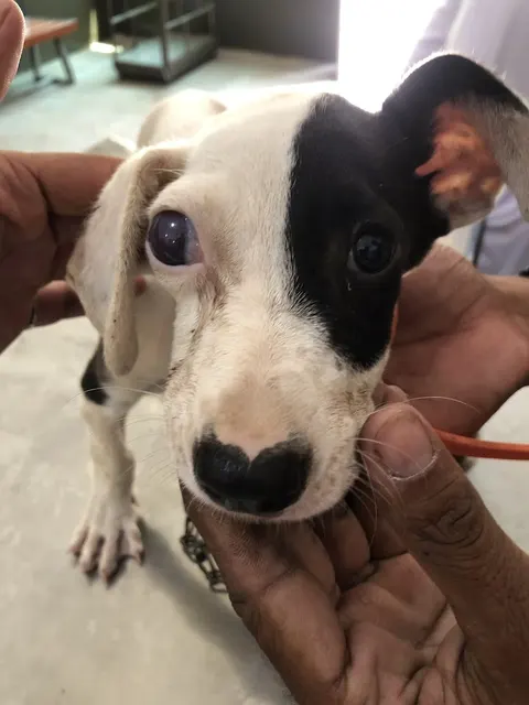 National Pets Clinic( جانوروں کاہسپتال)Chakwal in Chakwal, Punjab
