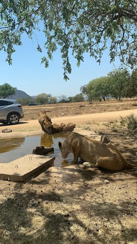 Lion & Safari Park in Broederstroom, NW