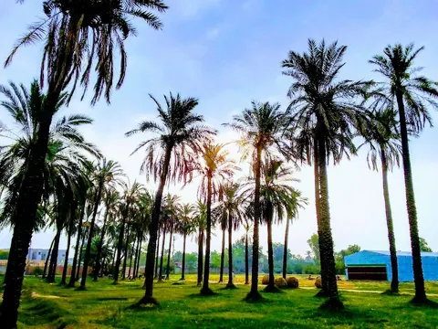 Dates Farm in Jhang, Punjab